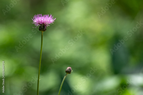 夏の森に咲くアザミの花・静かな光に包まれた野の草花（群馬県中之条町）