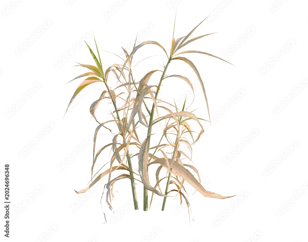 Obraz premium Agriophyllum pungens tree, elevation, front view, cutout, transparent background, isolate, Dried Corn stalks and ears, harvest theme, autumn background, rustic agriculture, farm food