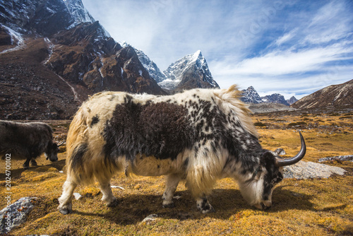 Yak graze in the Himalayas of Nepal, Sagarmatha National Park