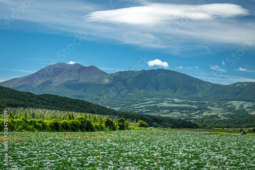 浅間山を望む嬬恋村キャベツ畑の夏景色（群馬県）