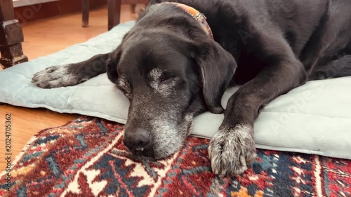 Old Black Labrador Sleeping Deeply on Dog Bed Indoors, Senior Pet Resting Footage