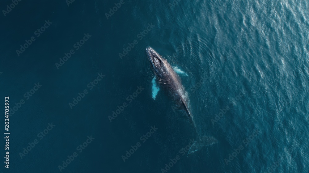 Fototapeta premium Aerial View of Humpback Whale Swimming