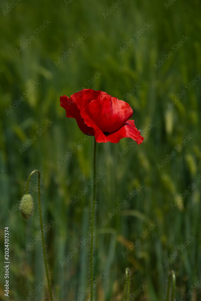 Obraz premium Single red poppy flower in a green field closeup