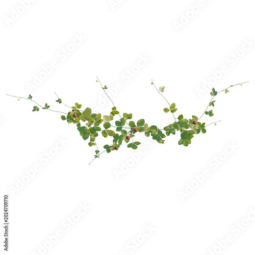 Duchesnea indica tree plan, top view, cutout, transparent background, isolate, Close-up of vibrant green strawberry leaves and stems, perfect for nature and food backgrounds