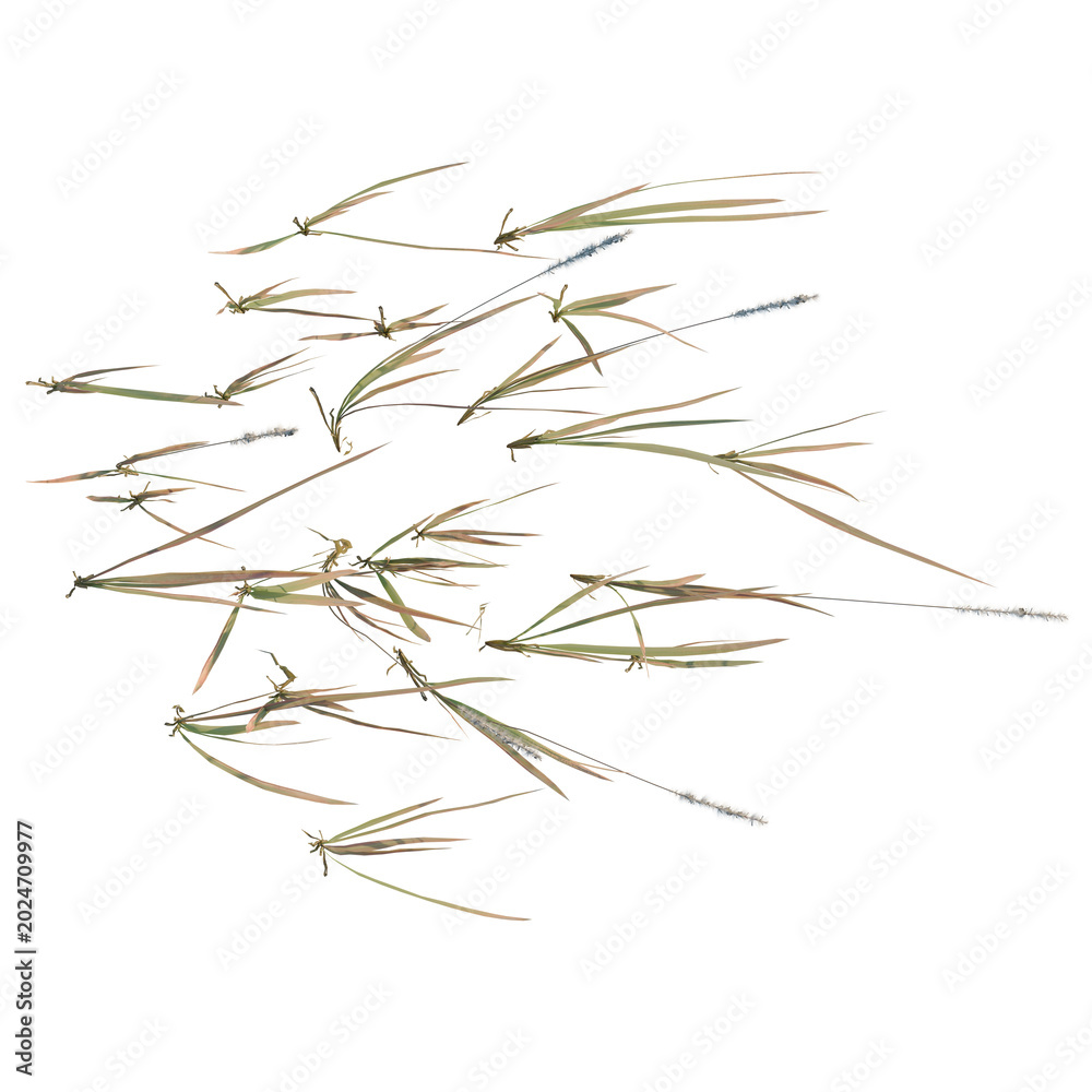 Fototapeta premium Imperata cylindrica tree plan, top view, cutout, transparent background, isolate, Delicate texture of dry grass stalks, closeup of field vegetation, botanical detail