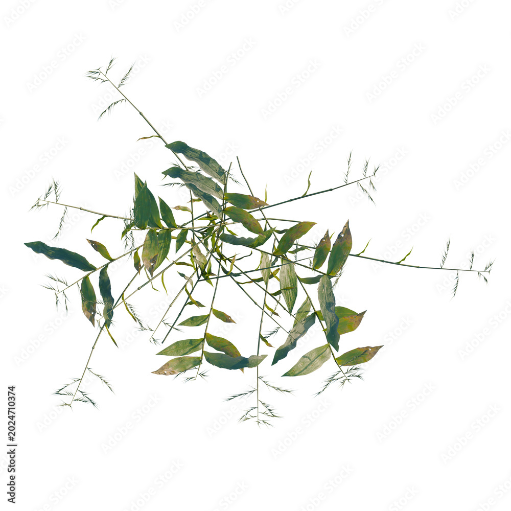 Obraz premium Oplismenus compositus tree plan, top view, cutout, transparent background, isolate, Delicate fern leaf close-up, detailed texture, nature's artistry, botanical detail, lush greenery.