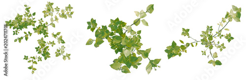 Fotografia Stellaria media tree plan, top view, cutout, transparent background, isolate, Delicate green plant leaves with a soft focus background, perfect for nature themes