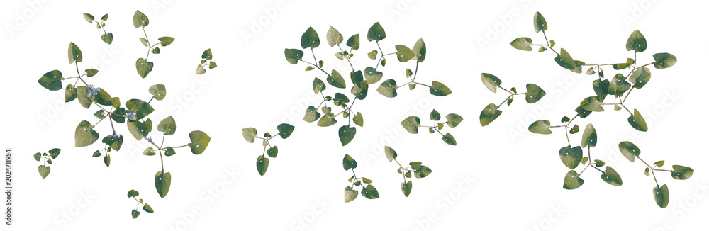 Obraz premium Viola inconspicua tree plan, top view, cutout, transparent background, isolate, Delicate green leaves pattern, natural botanical background, floral design element, seamless texture