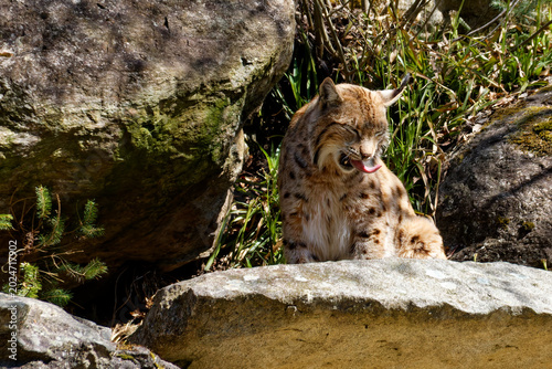 Eurasian lynx grooming fur with tongue on rocks