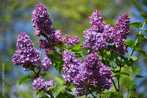 Photos Blooming lilac branches lush inflorescences of lilac-purple hue flowers bush clo