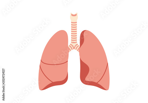 Foto Anatomical illustration of human lungs and trachea from a front view