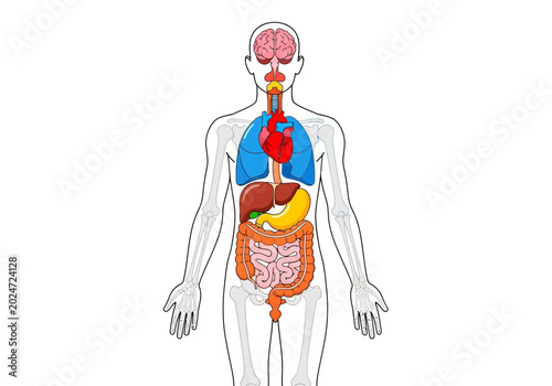 Fotografija The human body illustrates internal organs including brain, heart, lungs, stomach and intestines