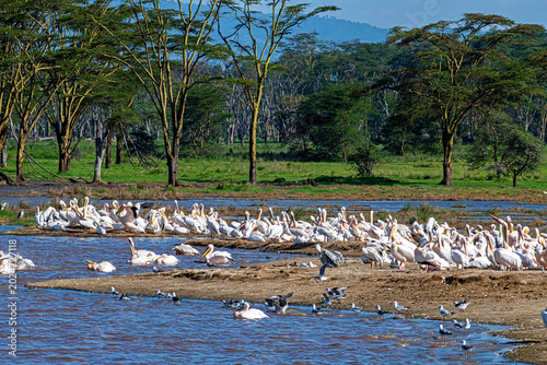 Foto Pelicans