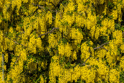Obraz na płótnie Colourful laburnum flowers on a sunny spring day