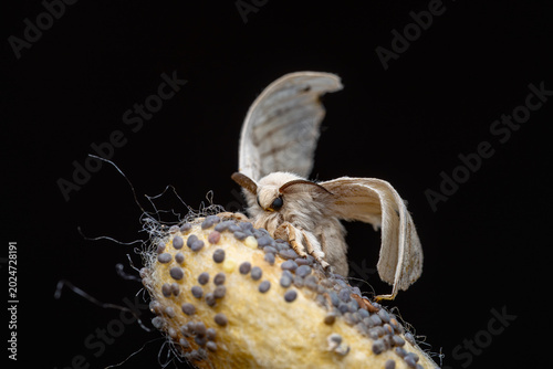 Konstfotografi Silkworm Moth  (Bombyx mori)
Extreme macro photograph of Bombyx mori with cocoon and eggs, highlighting the fine wing scales, feathery antennae, and dense body hairs against a dark background