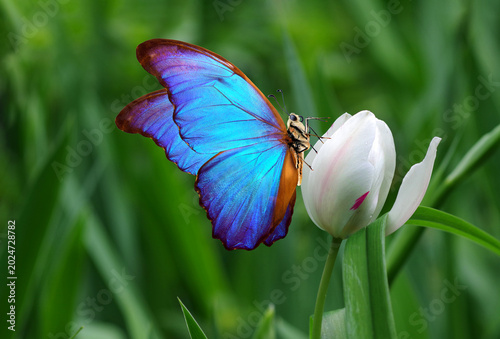 A bright tropical blue morpho butterfly on a white tulip flower