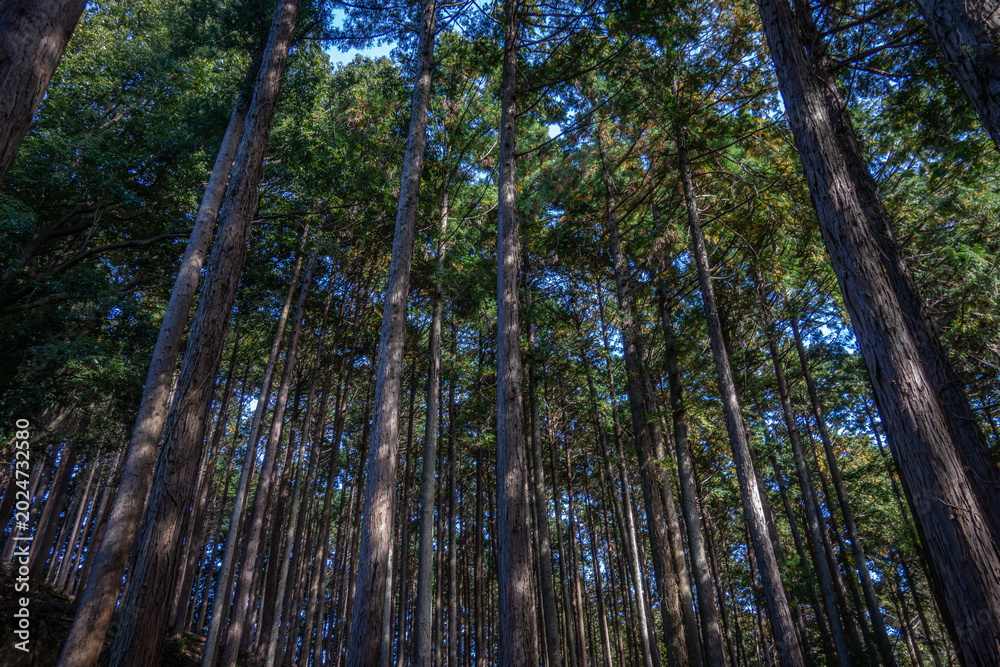 Fototapeta premium 埼玉県日和田山の秋の陽光が差し込む美しい杉林の森の風景