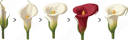 Foto Vector illustration showing life cycle growth stages of calla lily flowers blooming from bud to mature blossom