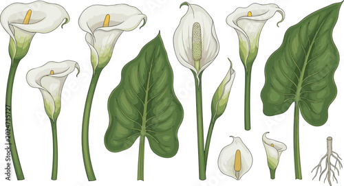 Photos Detailed botanical vector set of white calla lily flowers green leaves peace lily and roots isolated illustrations