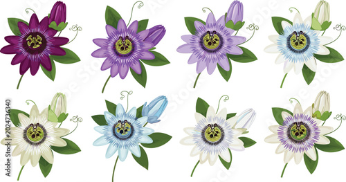 Obraz na płótnie Vector illustration collection of passion flower bouquets in various colors including purple blue white and burgundy