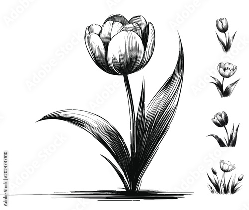 Fotografie Line art sketch drawing of tulip flower, engraved style