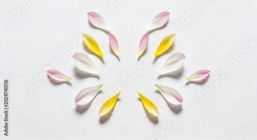 Soft cream flower petals arranged in circular pattern on light background