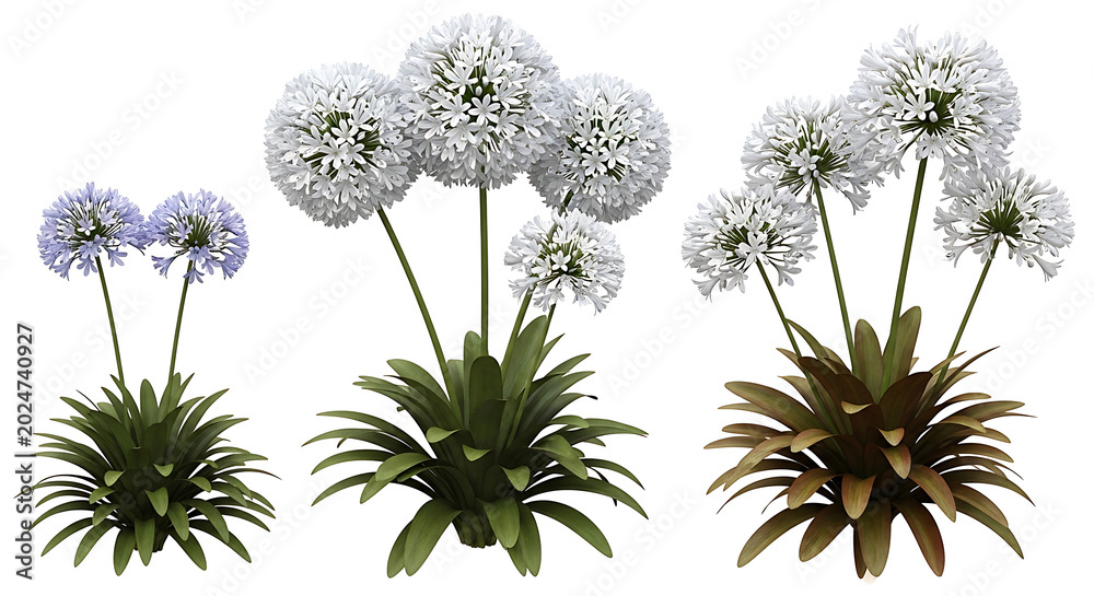 Obraz premium Three clusters of white ornamental onion flowers with green foliage ornamental botanical decoration isolated perennial herbaceous