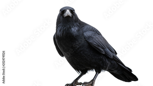Tableau sur toile Isolated black crow, a majestic wild bird standing and intently looking directly