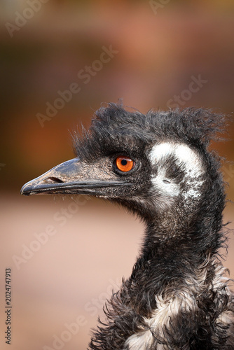 Konstfotografi close up of an ostrich