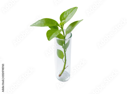 Картината върху платно Isolated lush green plant cutting with fresh leaves growing in a clear glass laboratory test tube