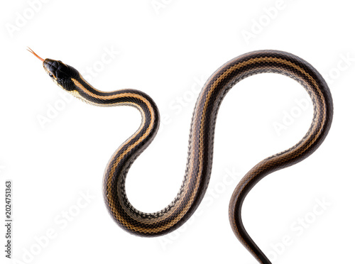 Obraz na plátně Isolated slender garter snake with its tongue out, showcasing intricate scales a