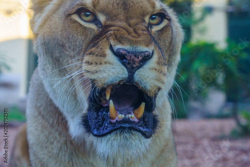 Cuadro en lienzo Vienna, Austria – February 2021: Lioness yawning with open mouth showing teeth a
