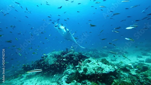 Majestic manta ray gliding through the waters of the northern Maldives