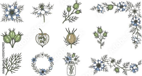 Tableau sur toile Botanical illustrations of medicinal herbs and plants
