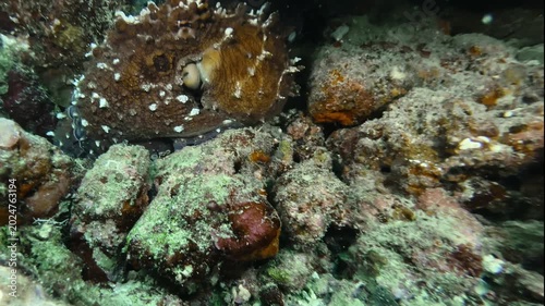 Octopus camouflaged among coral in the northern Maldives