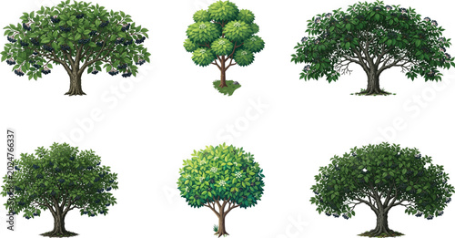 Bild auf Leinwand Elderberry Tree Vector Set – Botanical Berry Trees & Natural Plant Illustrations