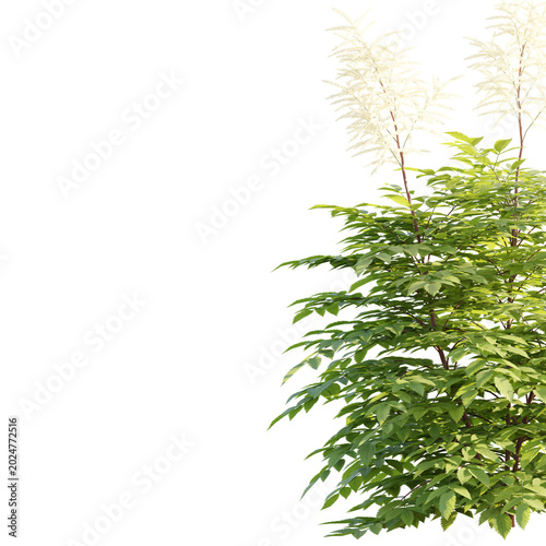 Foto Isolated green bush featuring tall white plume flowers on a black background, pe