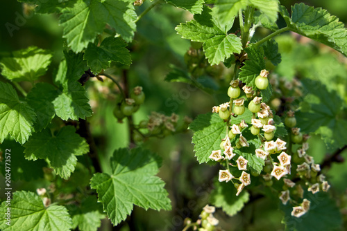 Canvastavla Deciduous shrub Ribes rubrum displays palmate leaves and pendulous racemes with small greenish flowers