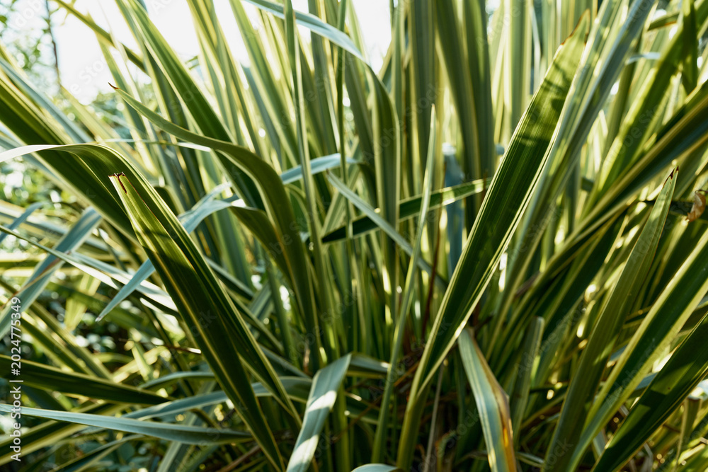 Obraz premium Closeup of spiky green leaves bathed in sunlight, lush foliage texture for garden decor, landscaping and outdoor plant care visuals, vibrant natural greenery