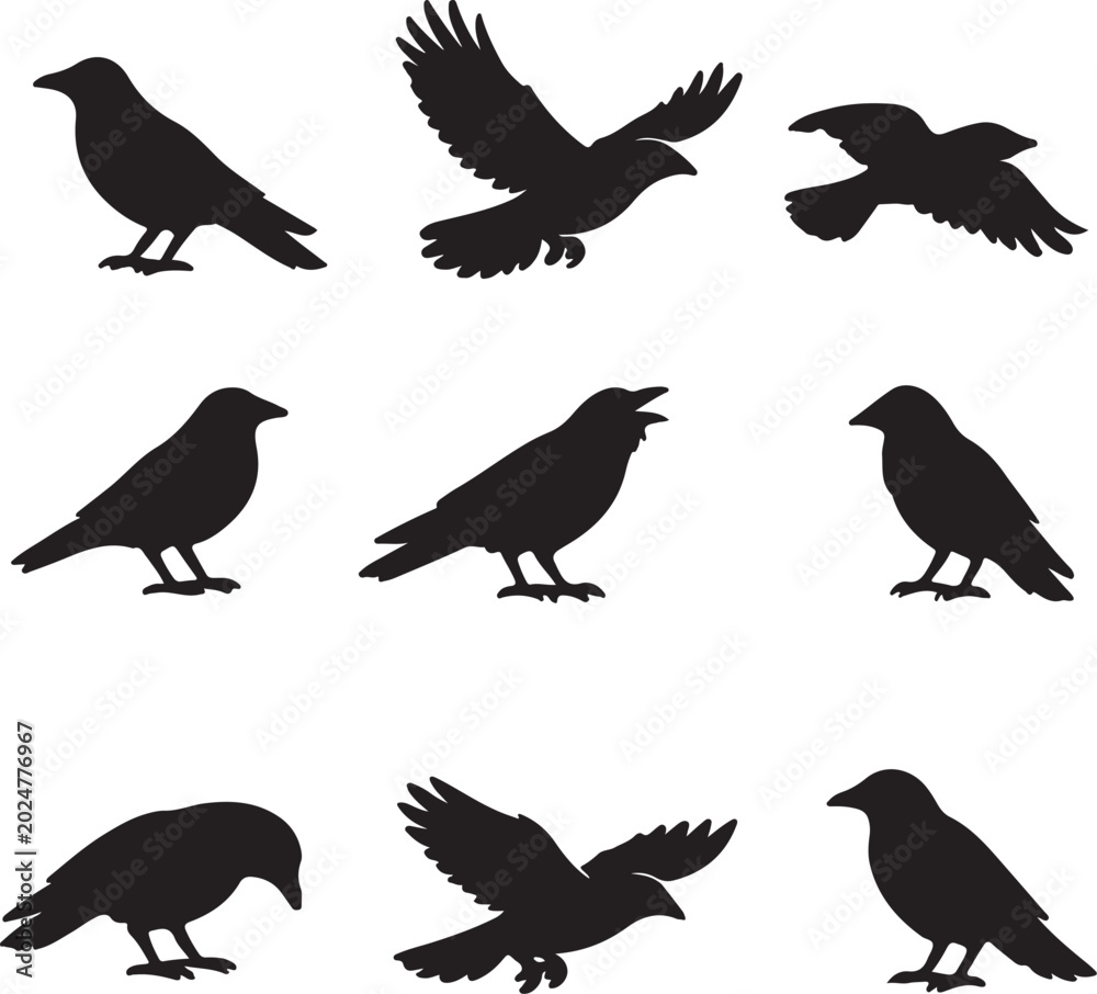 Fototapeta premium Vector, isolated black silhouette bird, crow collection