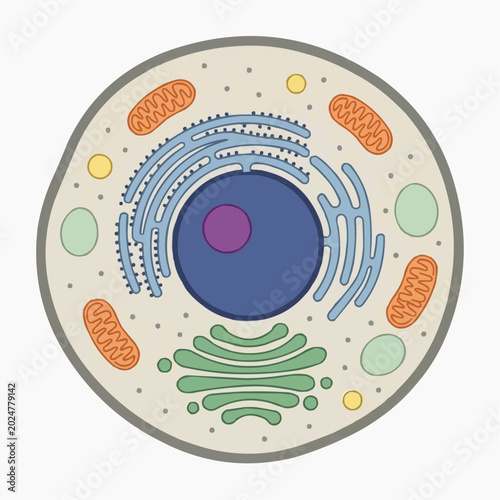 Diagram of an animal cell showing nucleus endoplasmic reticulum mitochondria and golgi apparatus