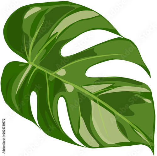 green leaves on white background