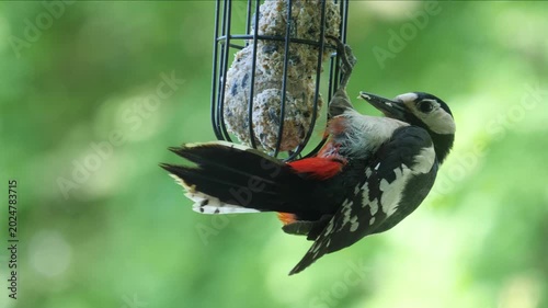 Great spotted woodpecker feeding on a suet ball in close-up, detailed view of striking bird pecking at feeder in natural garden setting with sharp plumage and vivid wildlife action. Slow motion	