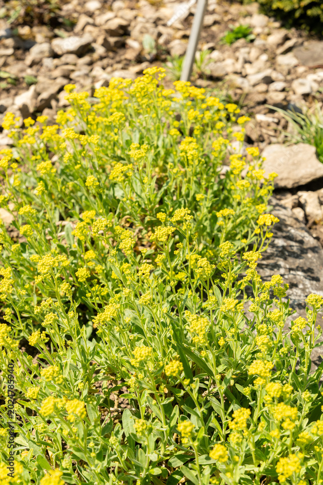 Fototapeta premium Basket of gold or Alyssum Saxatile plant in Saint Gallen in Switzerland 11.4.2026
