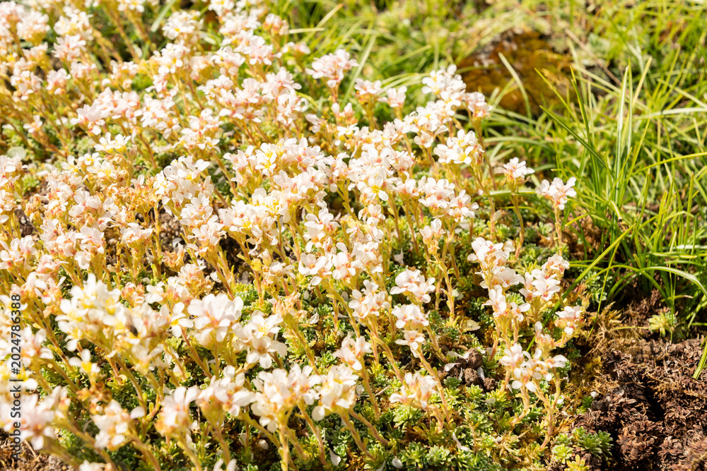 Fototapeta premium Kabschia saxifrage or Saxifraga Marginata var Coriophylla plant in Saint Gallen in Switzerland 11.4.2026