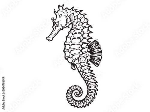 Quadro em tela Seahorse, marine animal, black and white illustration, vector graphics, ocean cr
