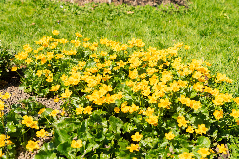 Obraz premium Marsh marigold or Caltha Palustris plant in Saint Gallen in Switzerland 11.4.2026
