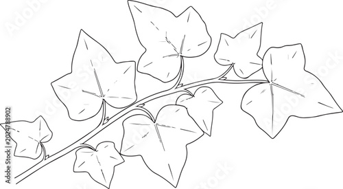 Botanical leaf illustration, ivy branch, line art, plant vector, greenery icons
