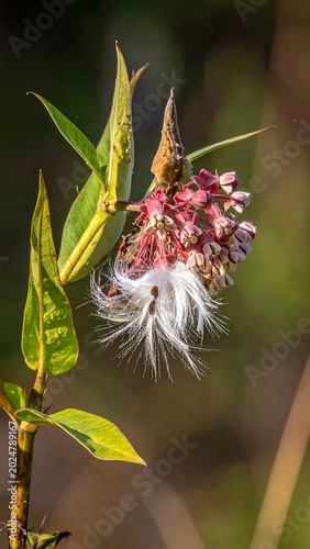 Close up of milkweed plant with pink flowers and seed pods in natural light