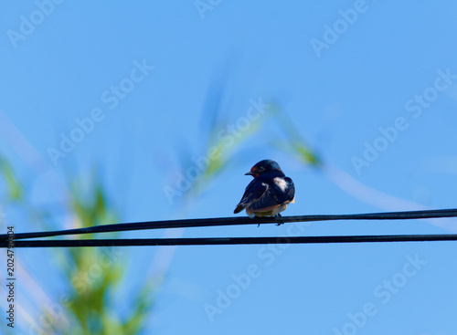 A swift sits on electrical wires against the sky.
